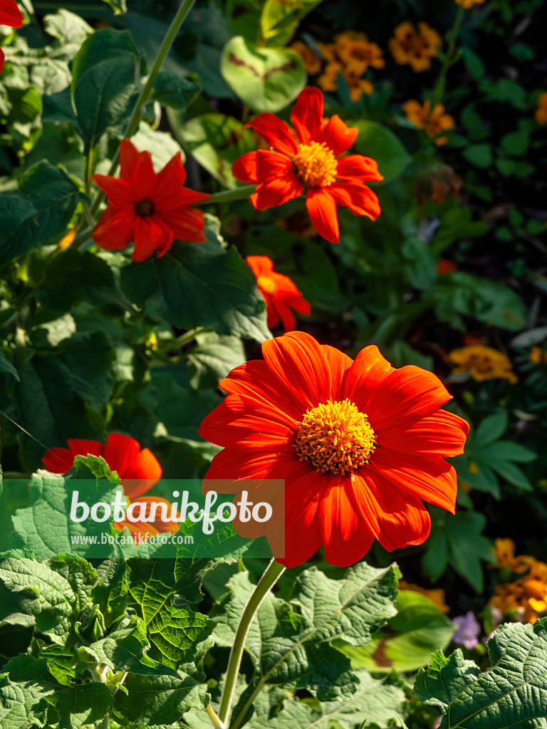 463011 - Mexican sunflower (Tithonia rotundifolia)