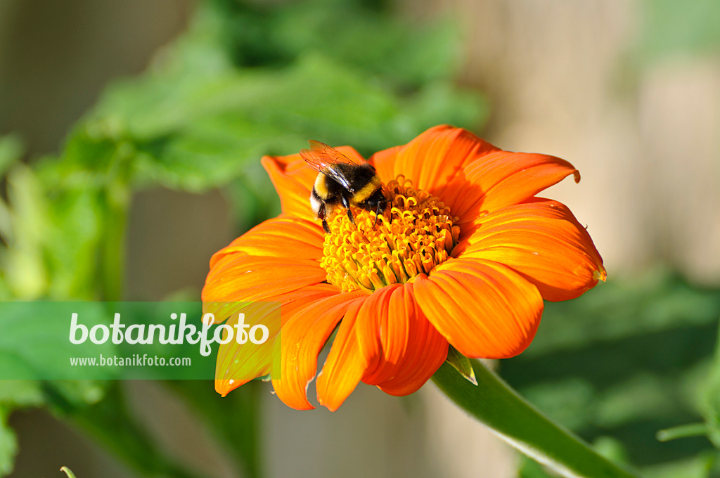 474407 - Mexican sunflower (Tithonia rotundifolia)