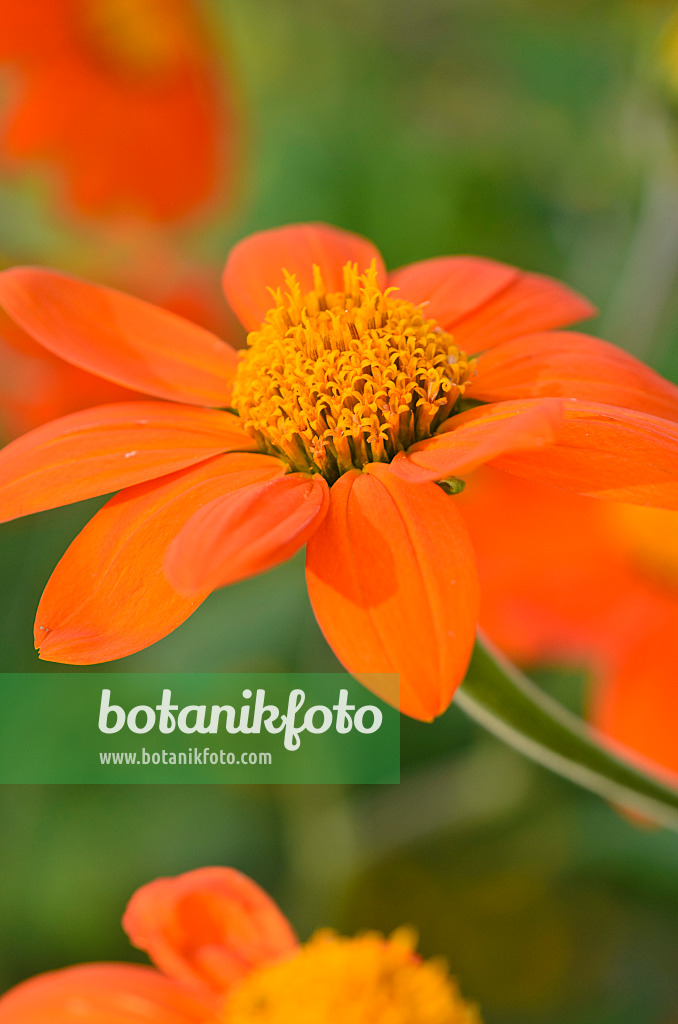 523189 - Mexican sunflower (Tithonia rotundifolia)