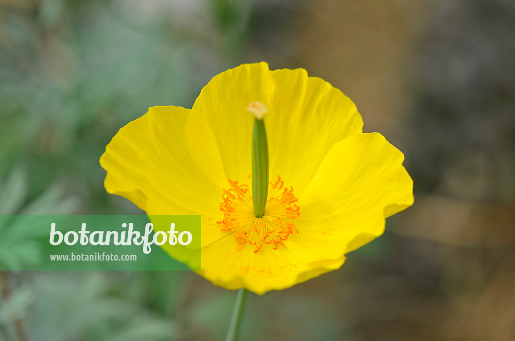 572004 - Mexican tulip poppy (Hunnemannia fumariifolia)