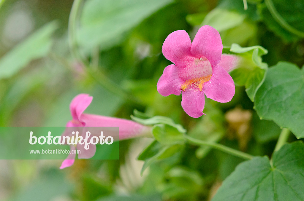 572017 - Mexican twist (Lophospermum erubescens) 572017 - Mexican twist (Lophospermum erubescens)