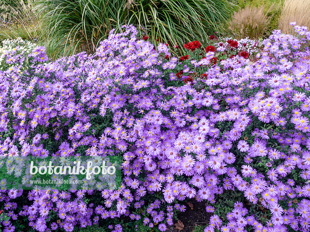 465229 - Michaelmas daisy (Aster novi-belgii 'Dauerblau')