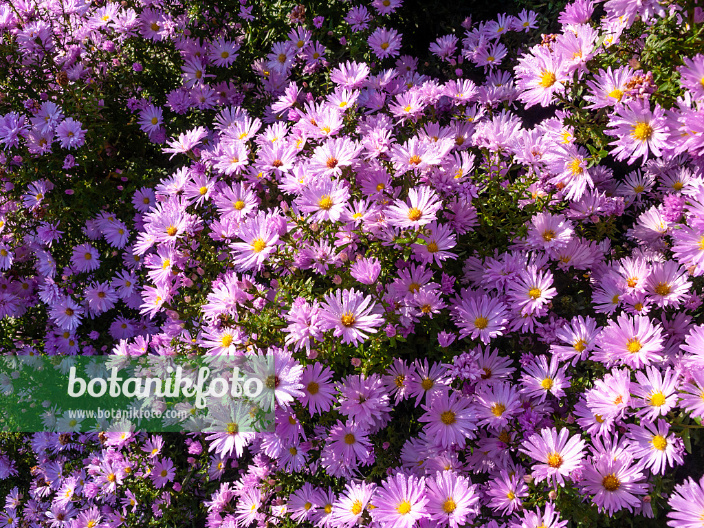 430103 - Michaelmas daisy (Aster novi-belgii 'Rosenhügel')