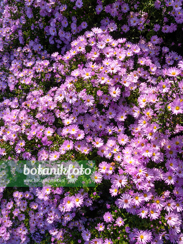 430104 - Michaelmas daisy (Aster novi-belgii 'Rosenhügel')