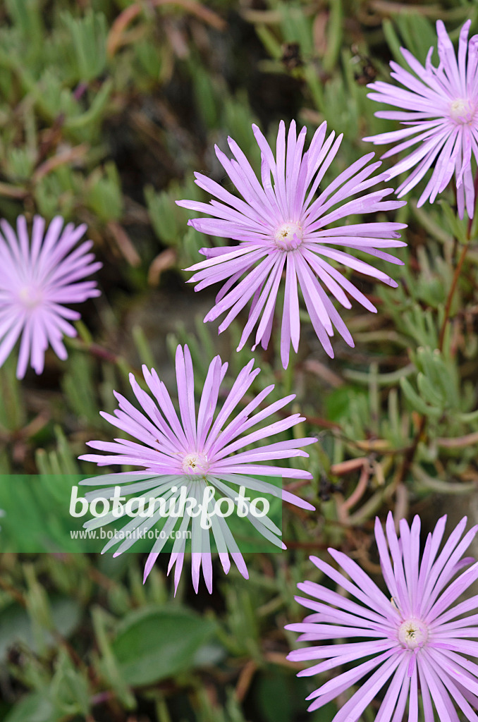 533032 - Midday flower (Lampranthus roseus)