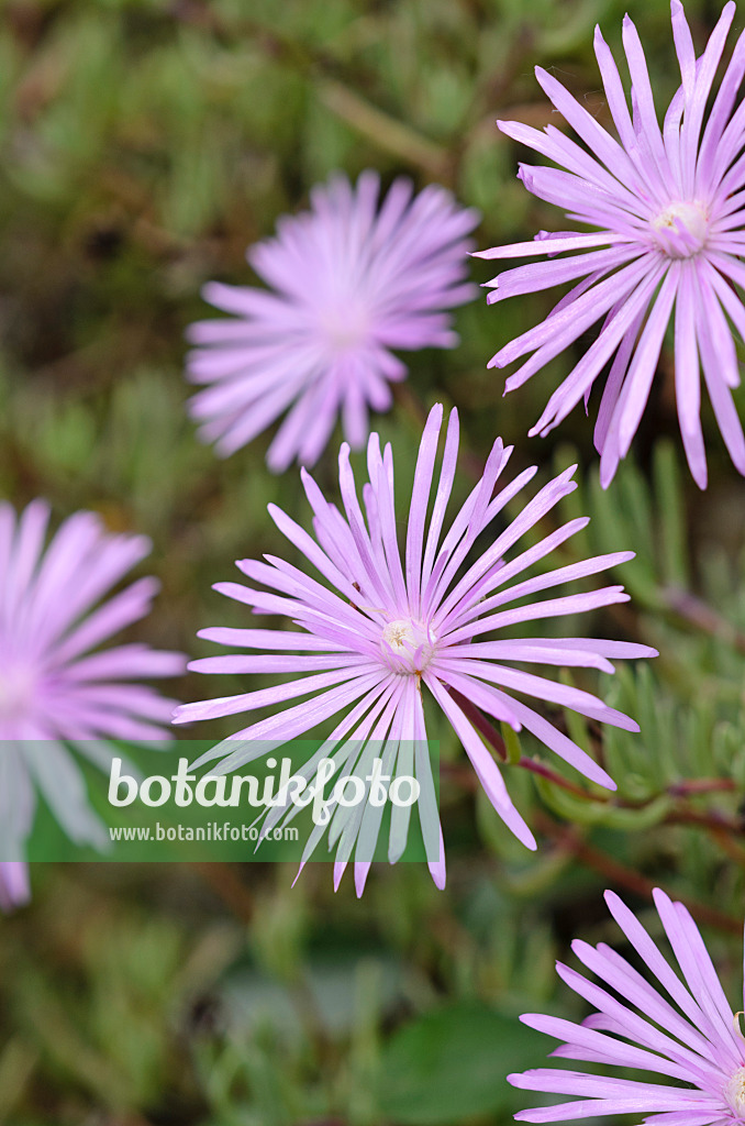 533033 - Midday flower (Lampranthus roseus)