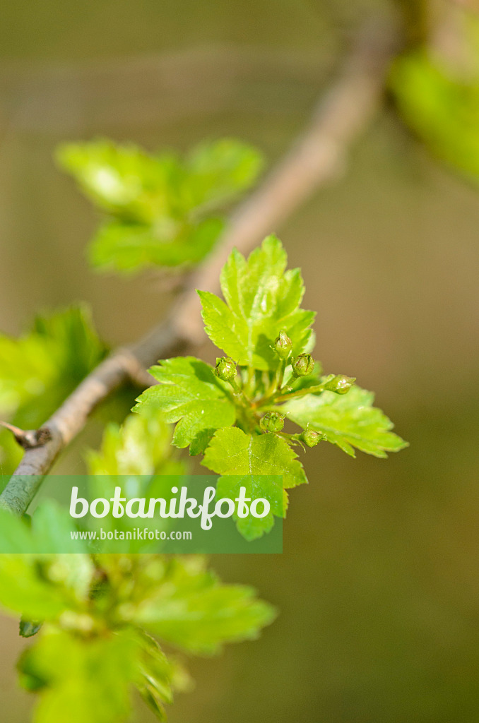 519054 - Midland hawthorn (Crataegus laevigata)