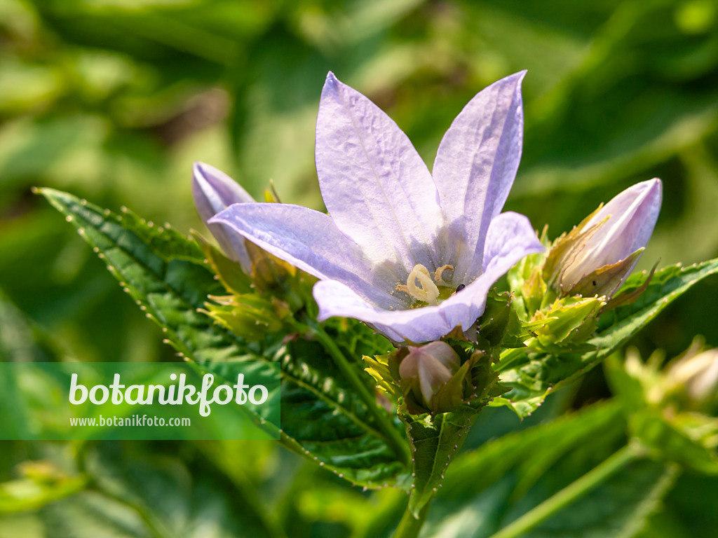 438281 - Milky bellflower (Campanula lactiflora)