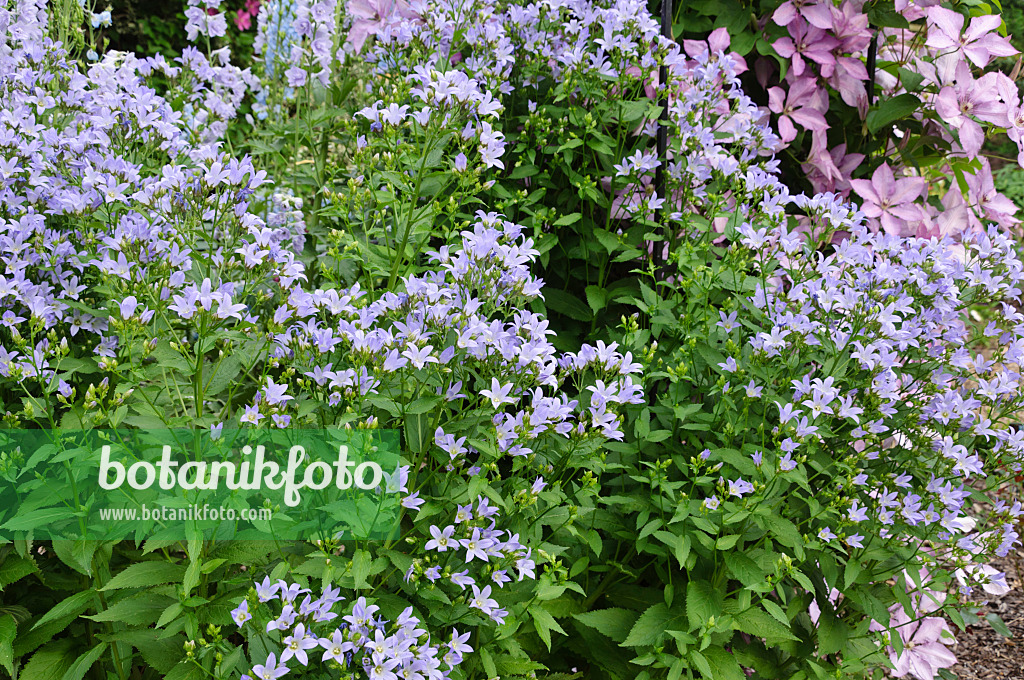 486022 - Milky bellflower (Campanula lactiflora)