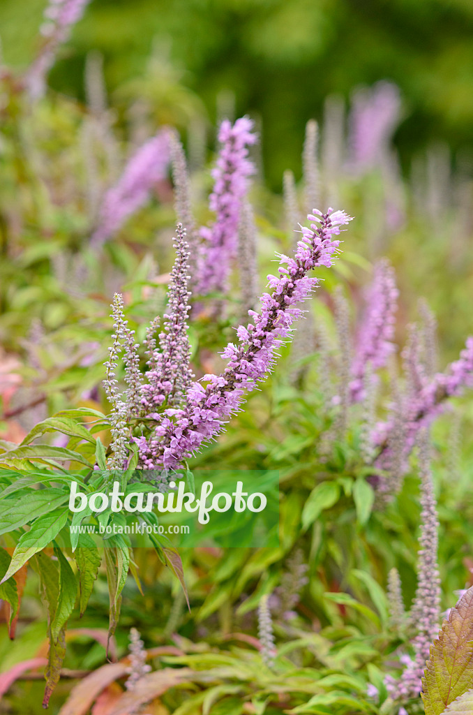 536024 - Mint bush (Elsholtzia stauntonii)