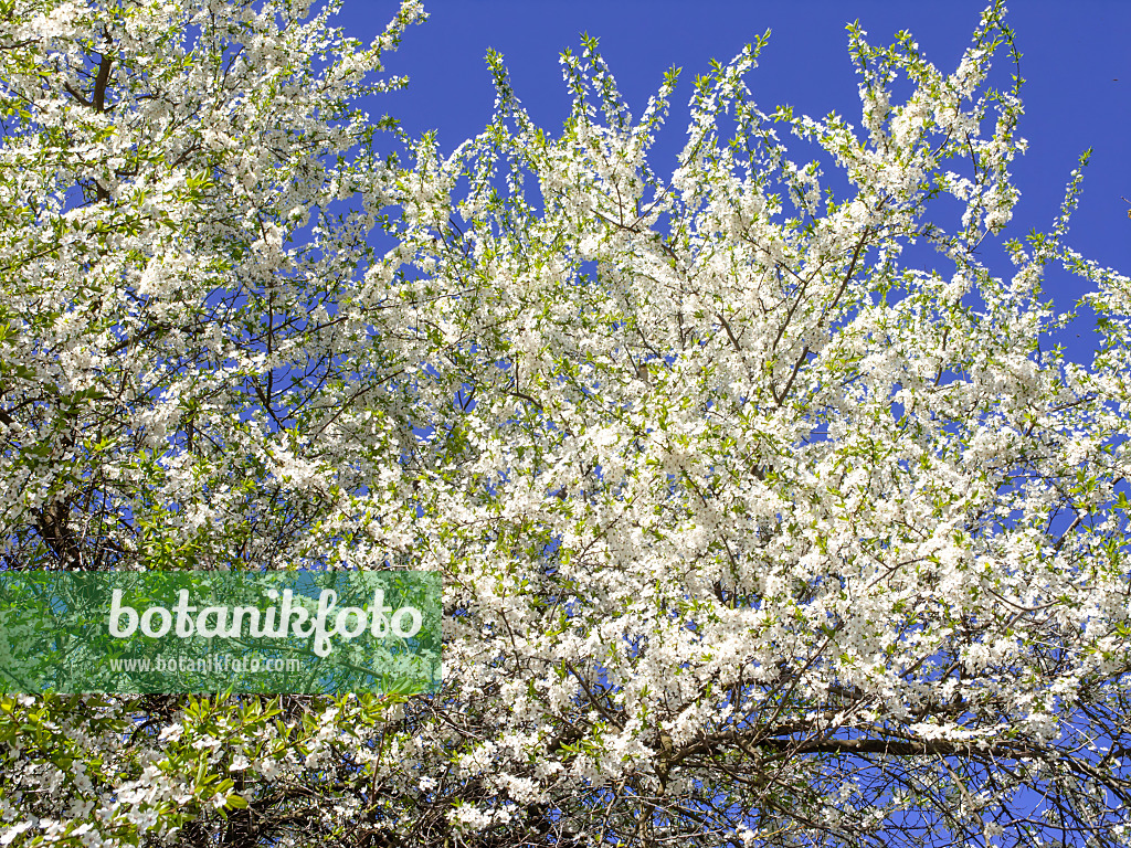 483333 - Mirabelle (Prunus domestica subsp. syriaca) 483333 - Mirabelle (Prunus domestica subsp. syriaca)