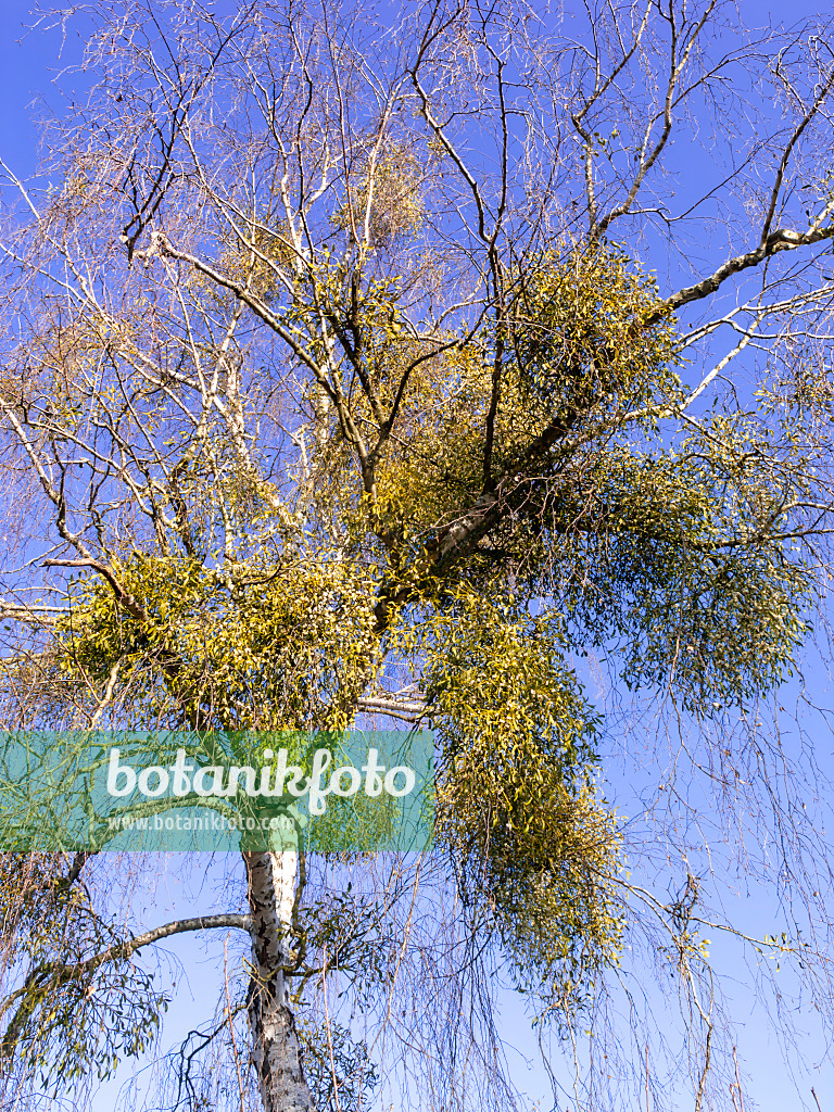 503002 - Mistletoe (Viscum album) and birch (Betula)