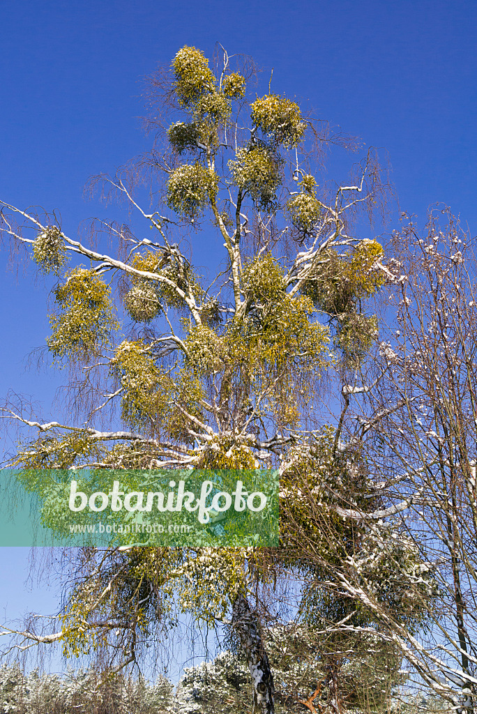 539012 - Mistletoe (Viscum album) and birch (Betula)