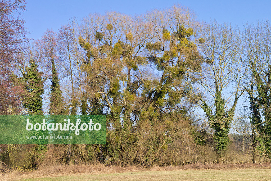 565056 - Mistletoes (Viscum album) and common ivy (Hedera helix) in bare trees