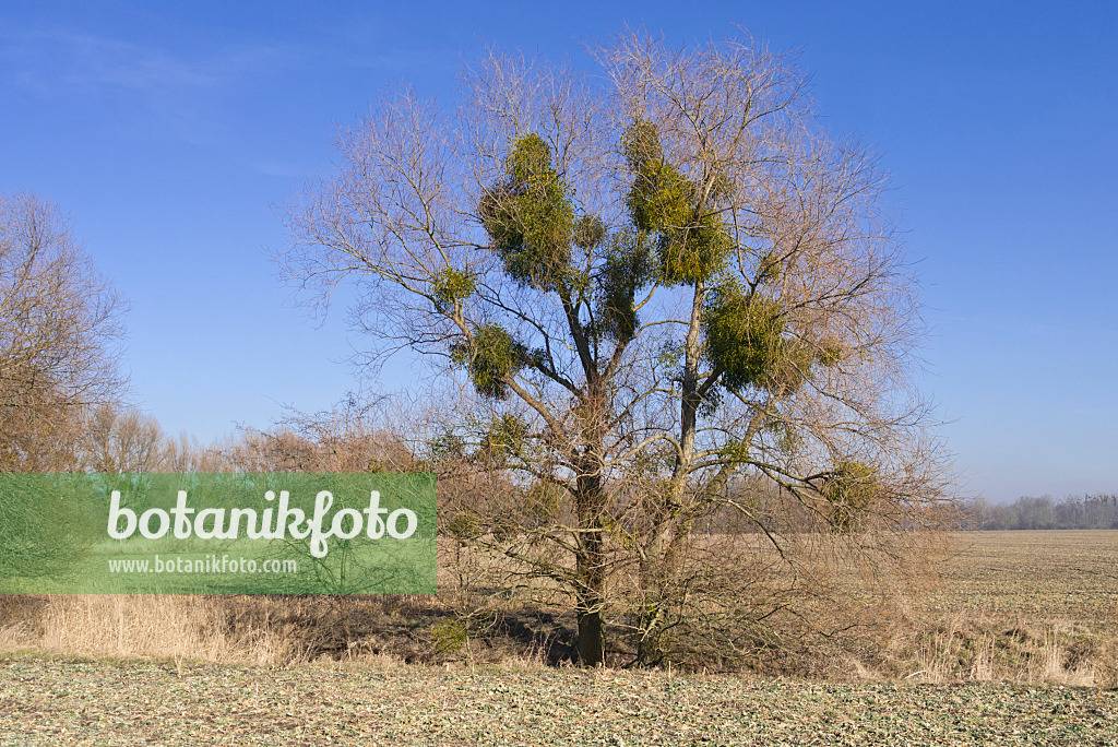 565055 - Mistletoes (Viscum album) in bare trees