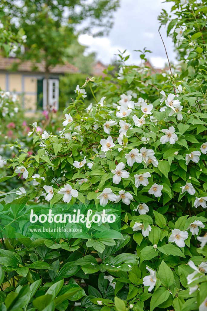 558176 - Mock orange (Philadelphus Belle Etoile)