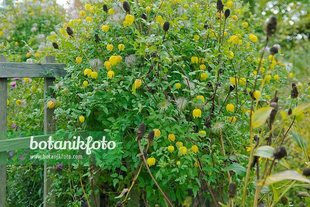 490045 - Mongolian clematis (Clematis tangutica)