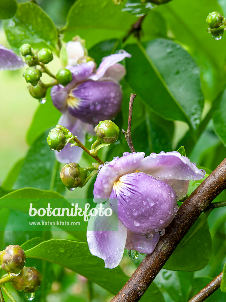 434054 - Monkey pod tree (Lecythis apiculata)