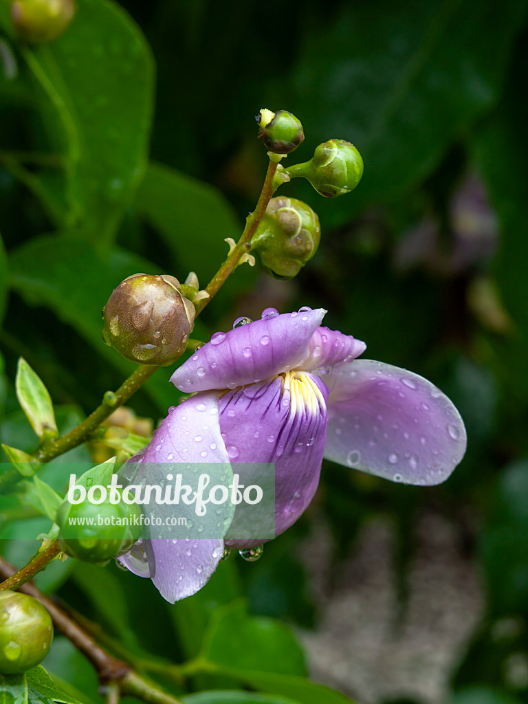 434055 - Monkey pod tree (Lecythis apiculata)