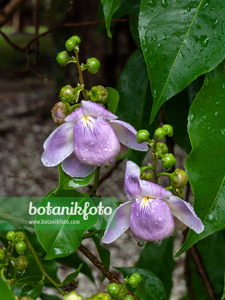 434058 - Monkey pod tree (Lecythis apiculata)