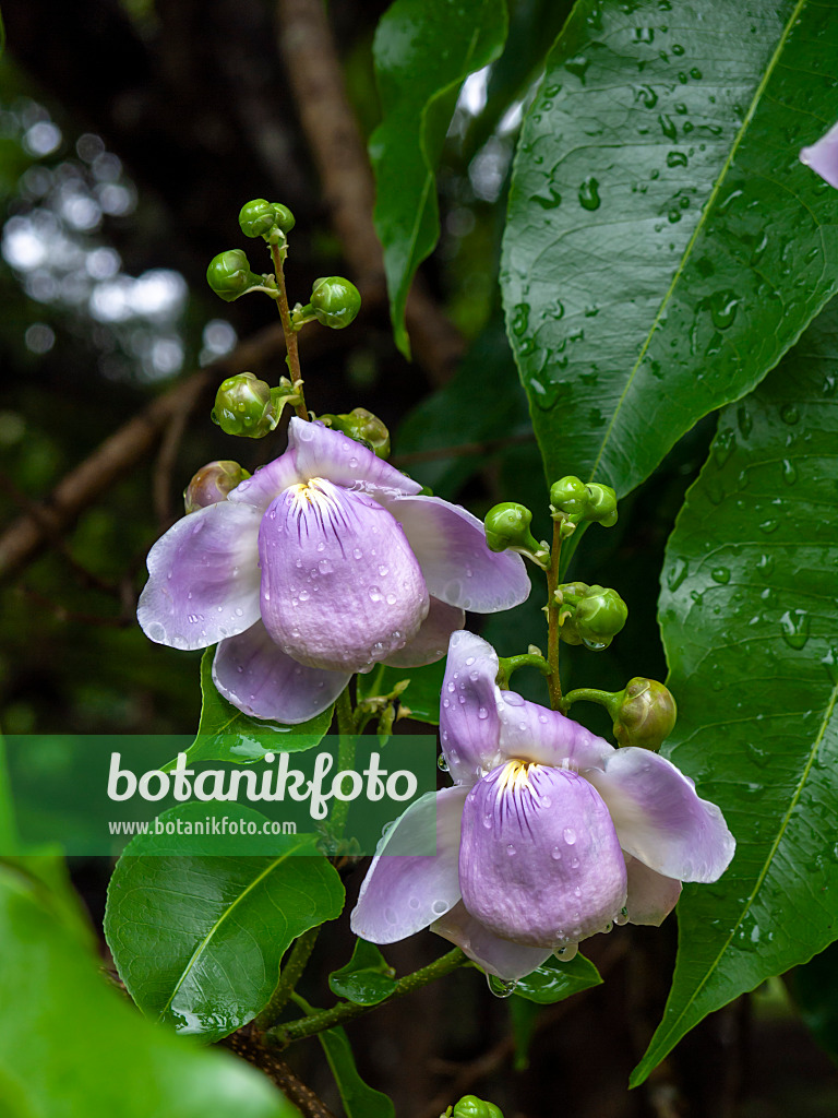 434059 - Monkey pod tree (Lecythis apiculata)