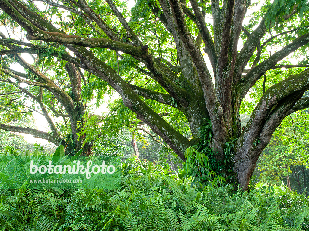 434295 - Monkey pod tree (Lecythis apiculata)