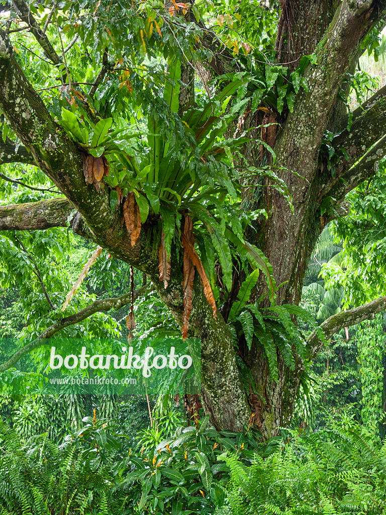 411136 - Monkey pod tree (Lecythis apiculata) and bird's nest fern (Asplenium nidus)