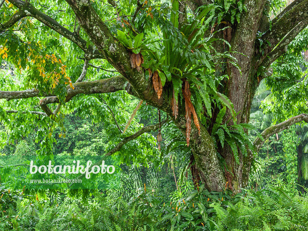 411137 - Monkey pod tree (Lecythis apiculata) and bird's nest fern (Asplenium nidus)