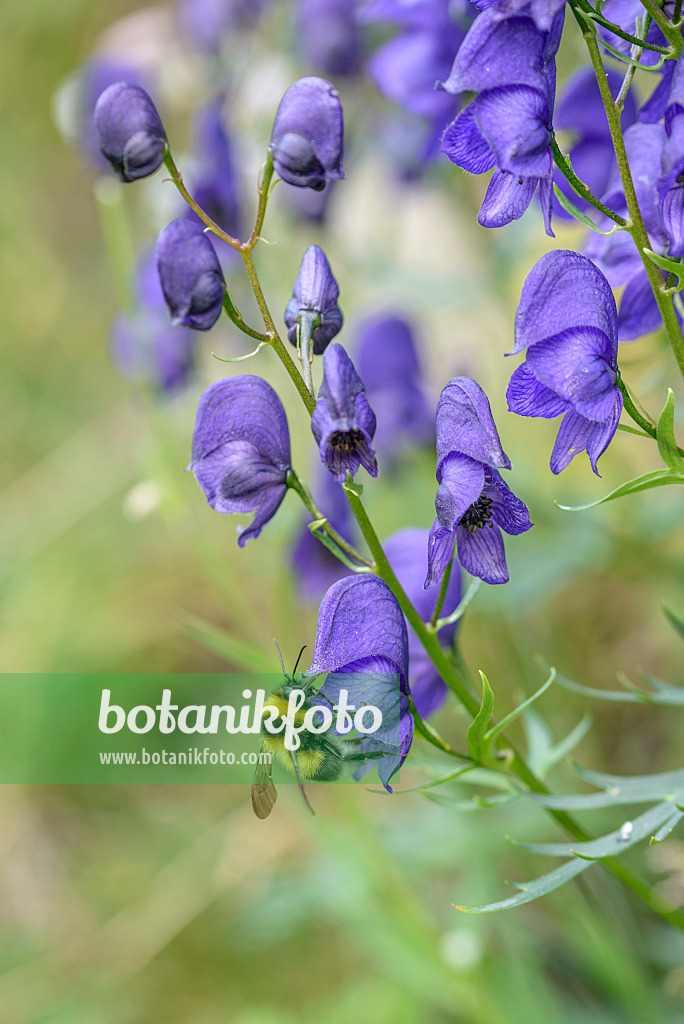 575004 - Monkshood (Aconitum tauricum)