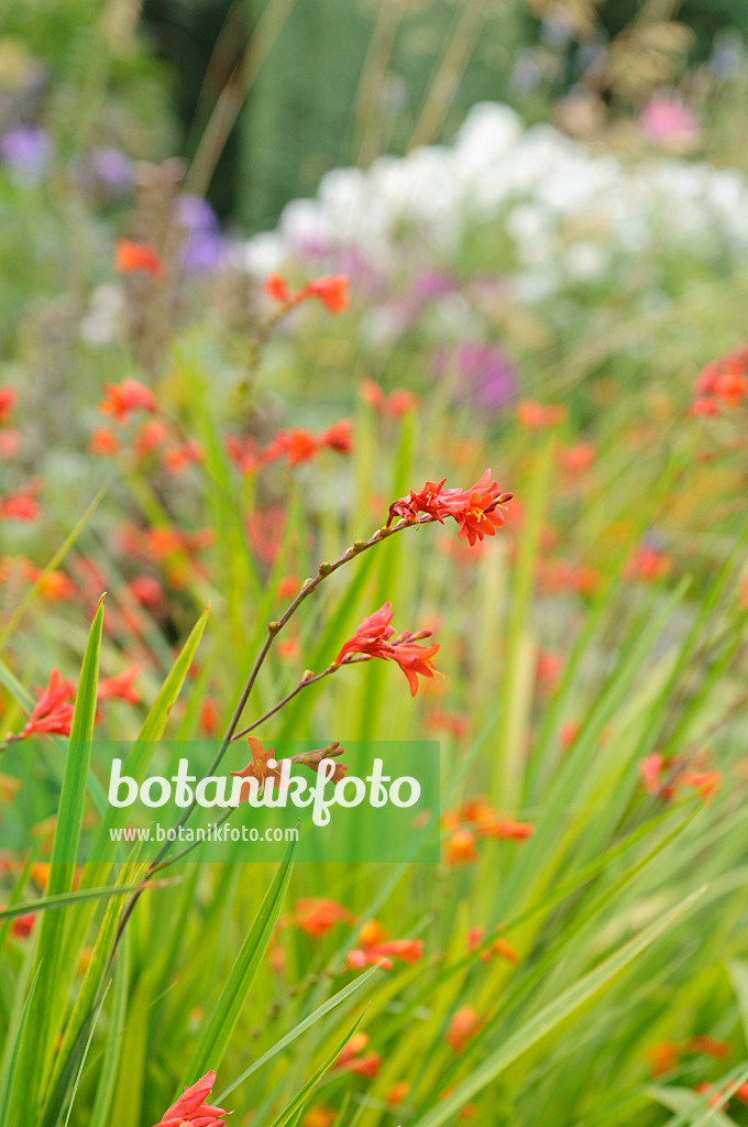 487176 - Montbretia (Crocosmia x crocosmiiflora 'Fire King')