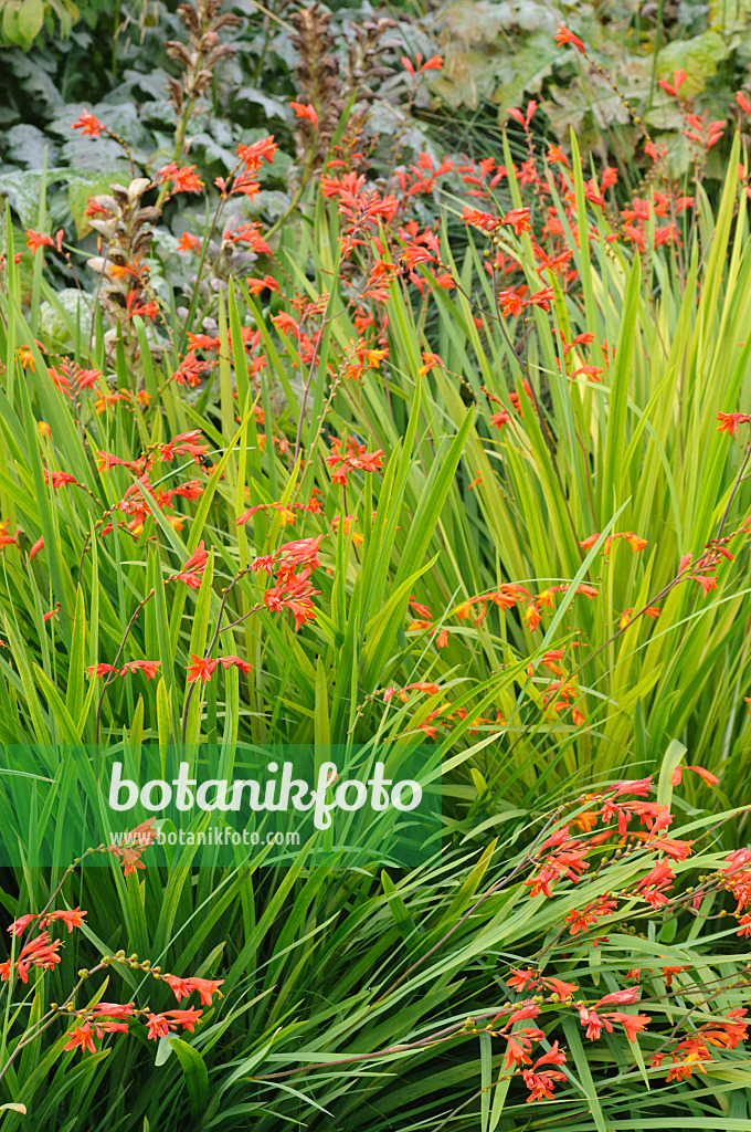 487178 - Montbretia (Crocosmia x crocosmiiflora 'Fire King')