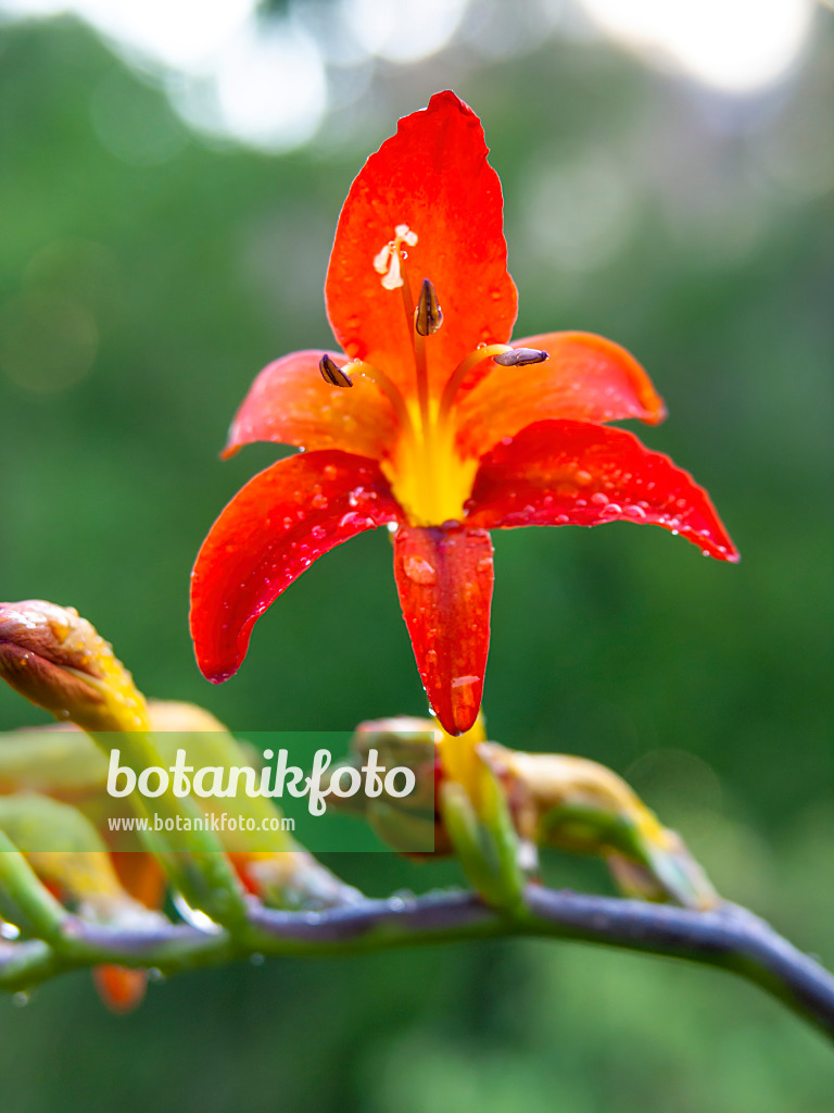 427156 - Montbretia (Crocosmia masoniorum)