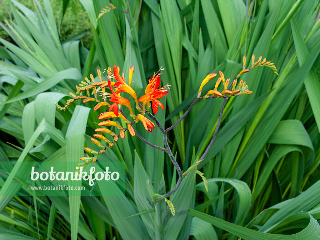 427158 - Montbretia (Crocosmia masoniorum)