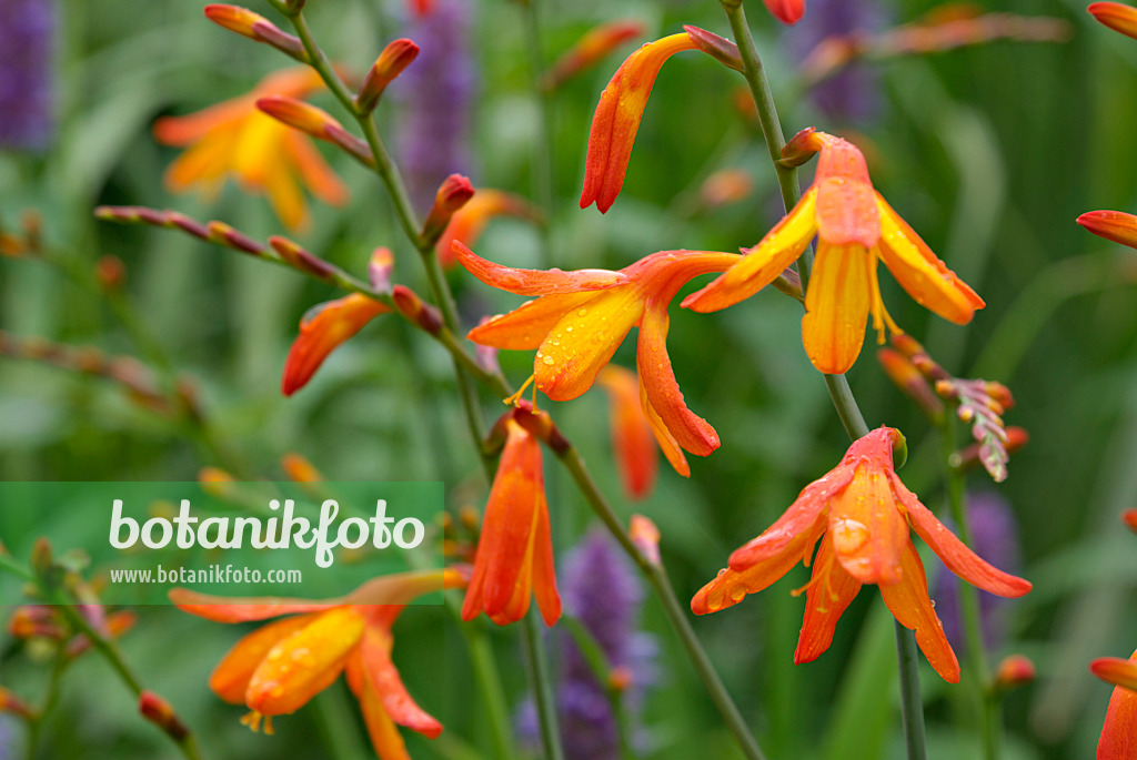 452168 - Montbretia (Crocosmia masoniorum) and anise hyssop (Agastache foeniculum)