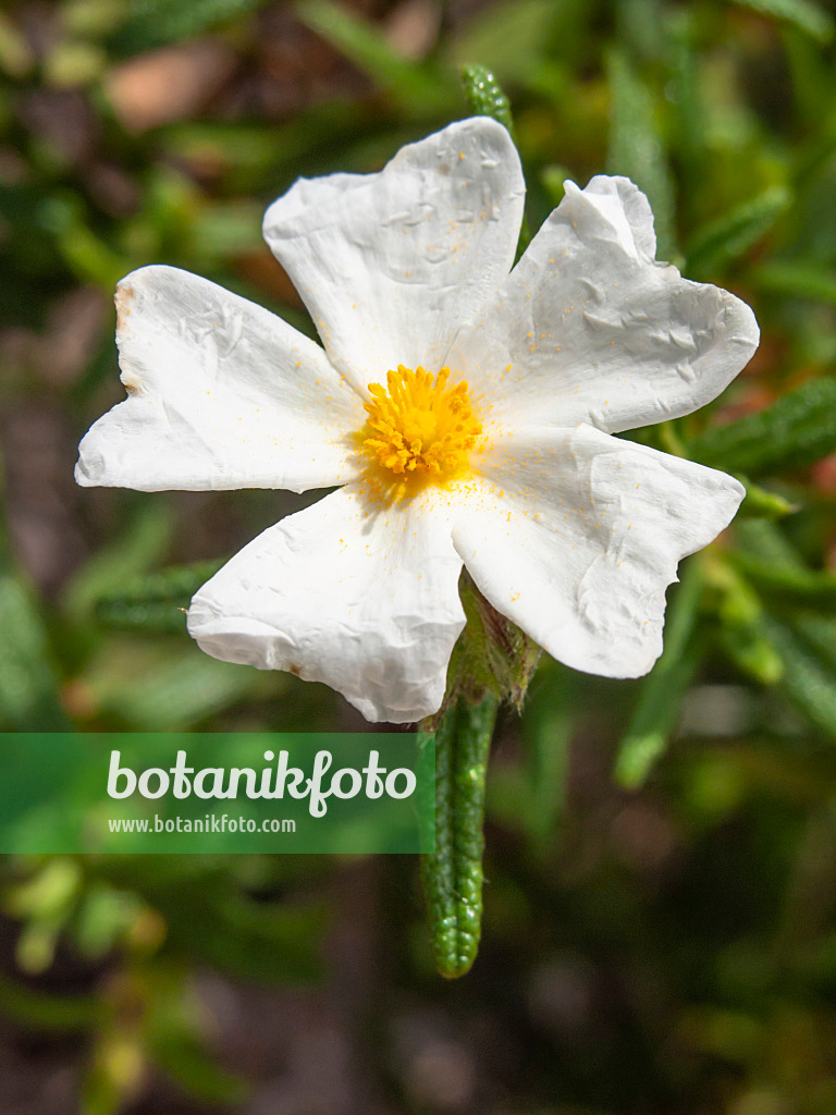 424063 - Montpelier rock rose (Cistus monspeliensis)