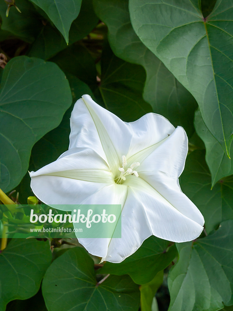 429143 - Moon flower (Ipomoea alba)