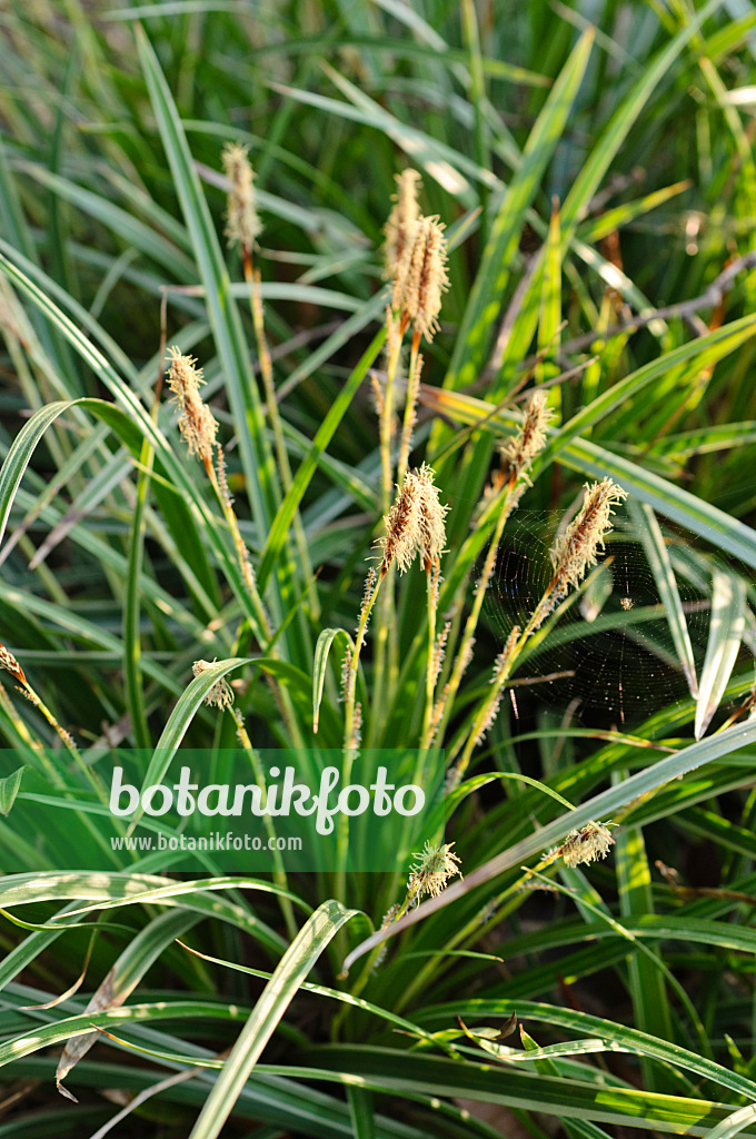 471019 - Morrow's sedge (Carex morrowii)