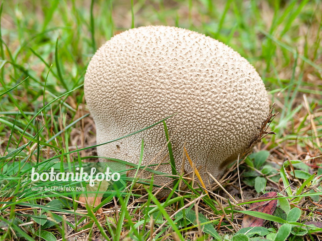 524221 - Mosaic puffball (Lycoperdon utriforme)