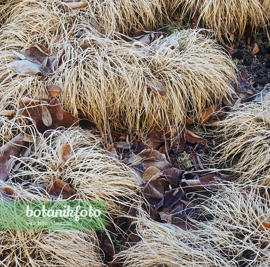 239007 - Mosquito grass (Bouteloua gracilis) with hoar frost