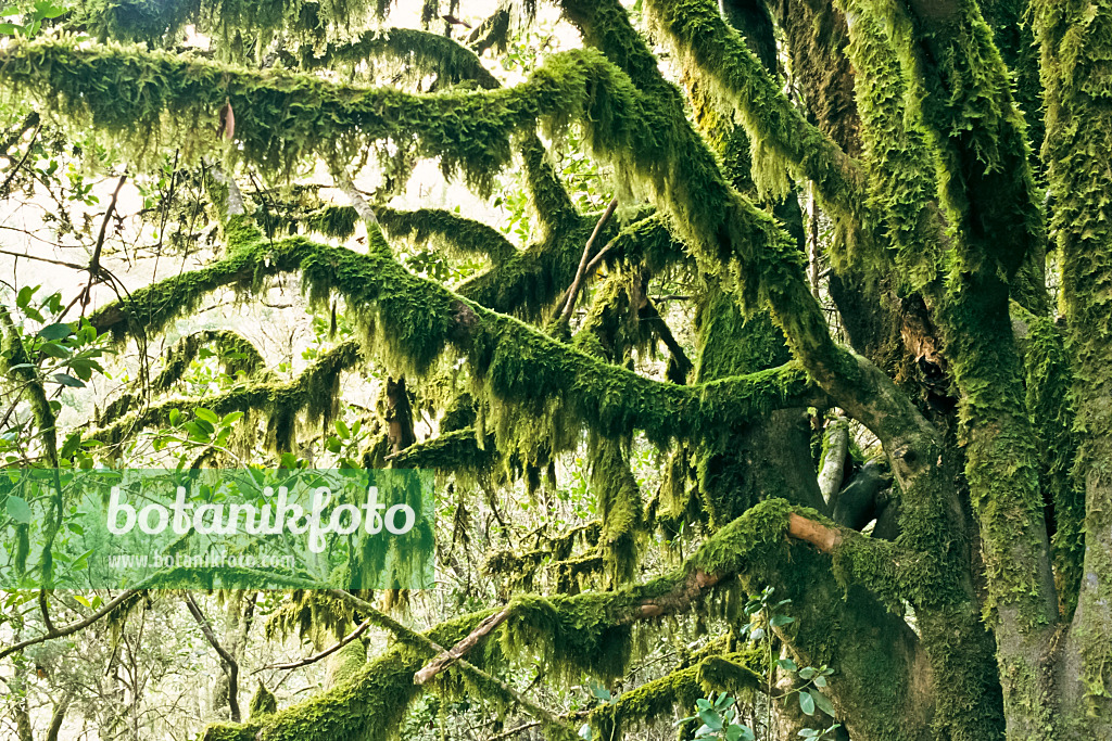 363008 - Moss-covered tree, Garajonay National Park, La Gomera, Spain