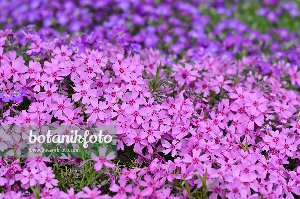 520130 - Moss phlox (Phlox subulata)