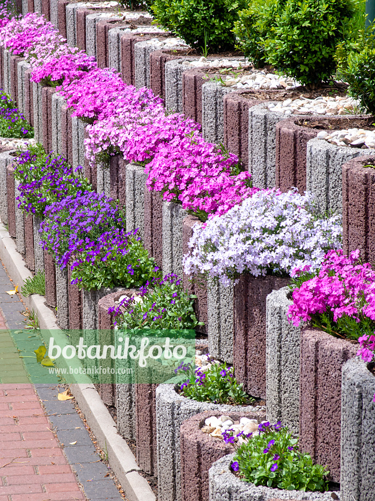 484168 - Moss phlox (Phlox subulata) and aubrieta (Aubrieta)