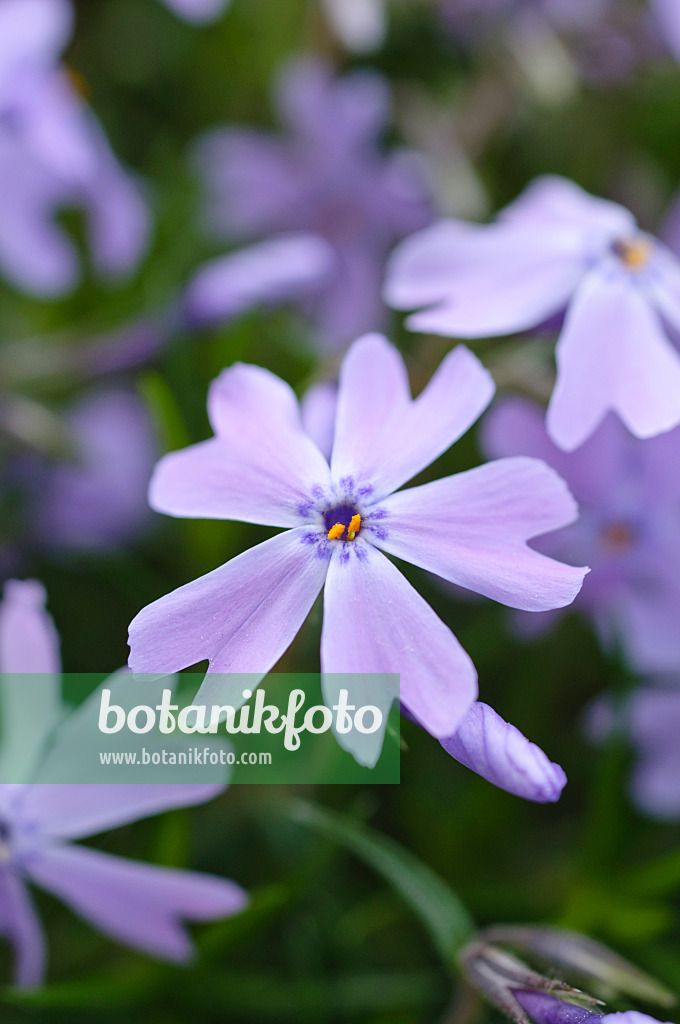 472054 - Moss phlox (Phlox subulata 'Emerald Cushion Blue')