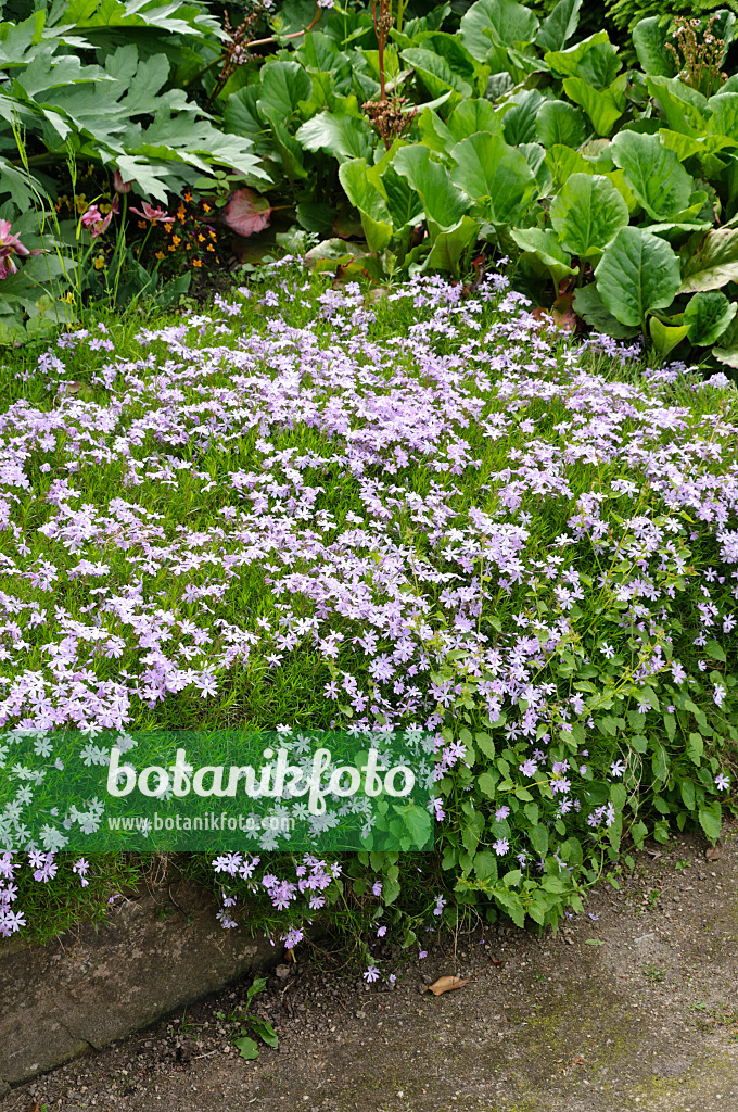 484254 - Moss phlox (Phlox subulata 'Emerald Cushion Blue')