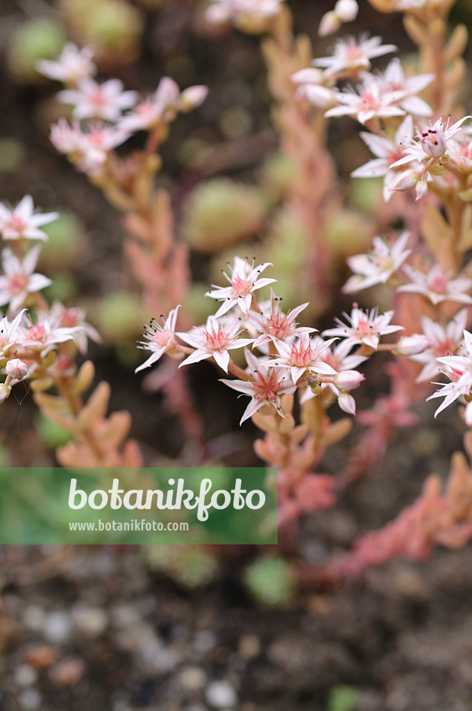 485068 - Mossy stonecrop (Sedum lydium)