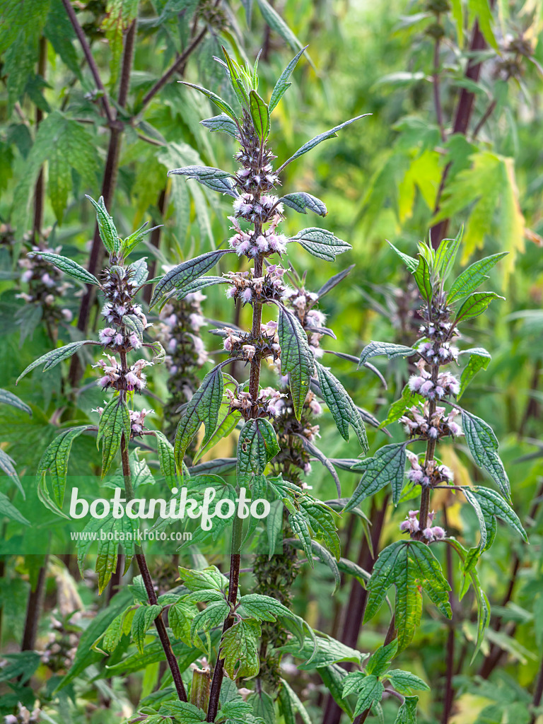 462012 - Motherwort (Leonurus cardiaca)