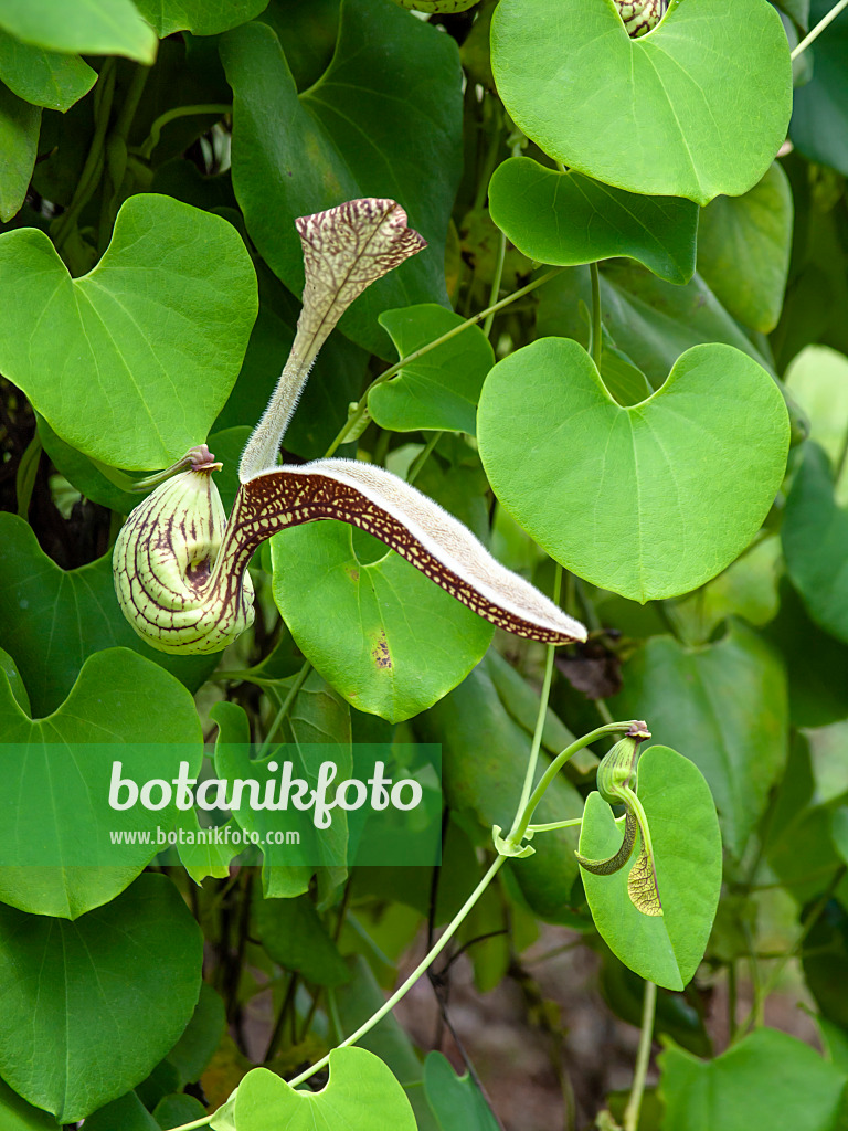 434396 - Mottled dutchman's pipe (Aristolochia labiata)