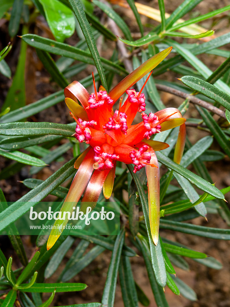 455039 - Mountain devil (Lambertia formosa)