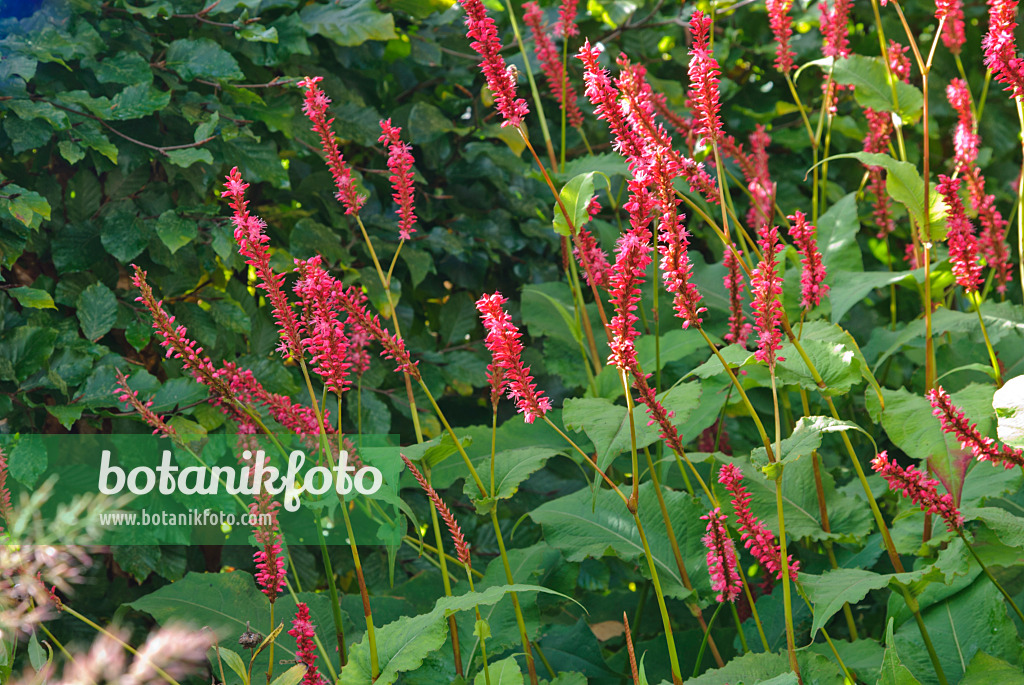 479041 - Mountain fleece (Bistorta amplexicaulis 'Firetail' syn. Polygonum amplexicaule 'Firetail')