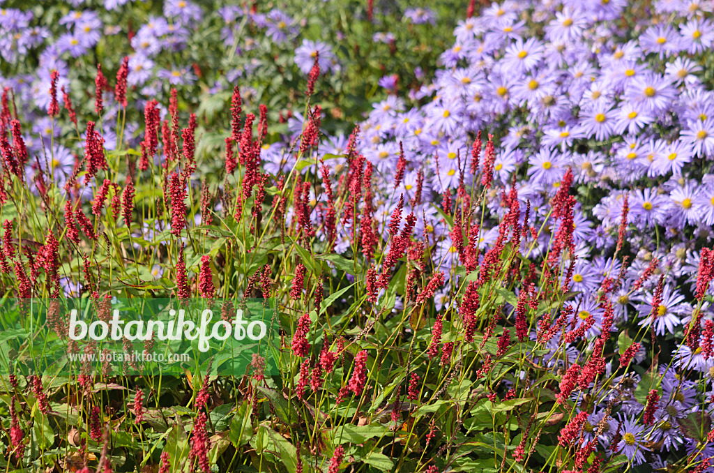 548143 - Mountain fleece (Bistorta amplexicaulis syn. Polygonum amplexicaule) and aster (Aster x frikartii)